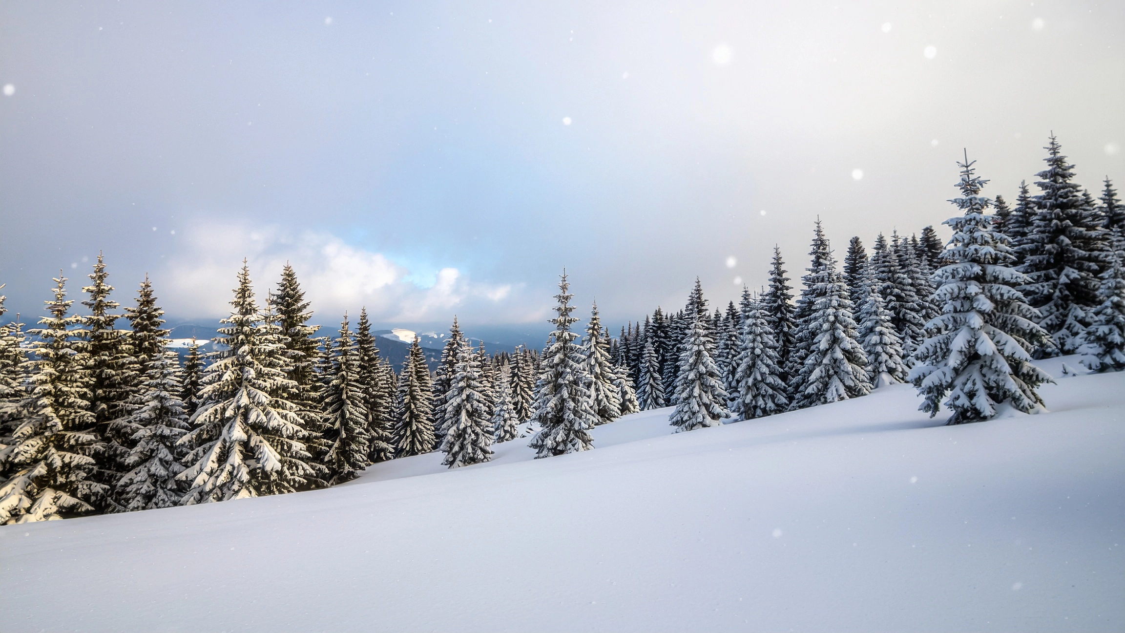 Pola Park Black Friday